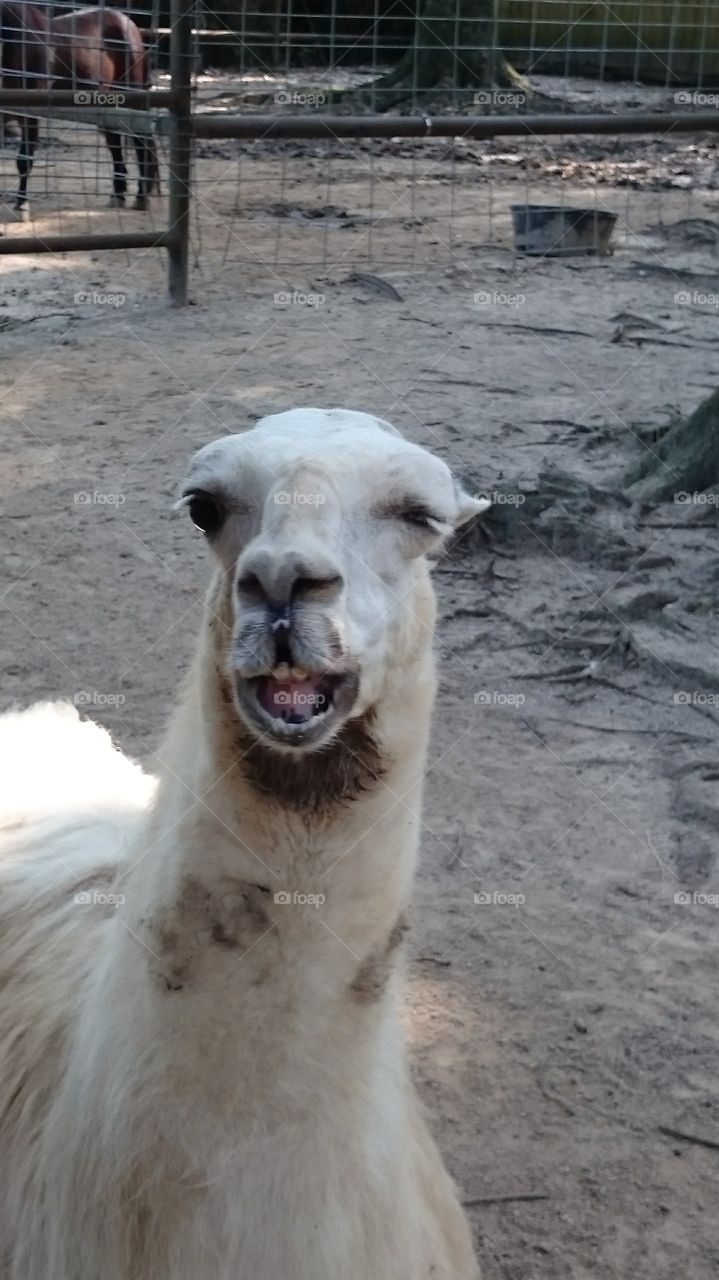 alpaca