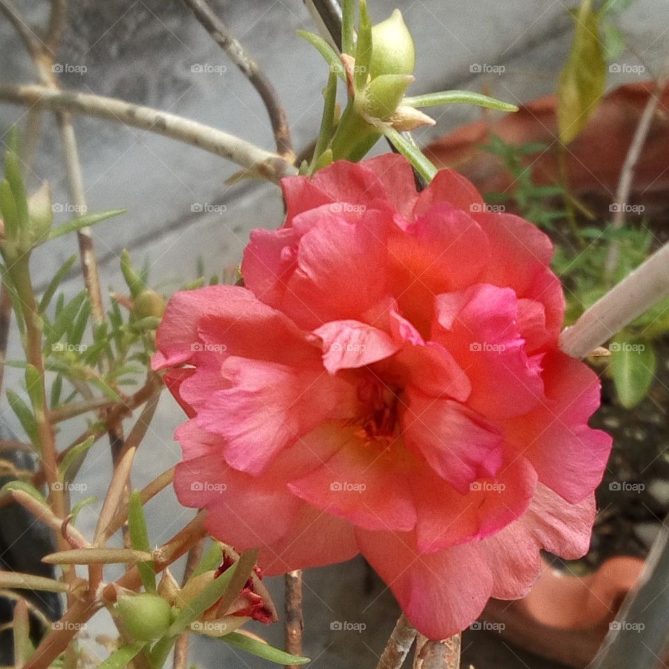 primeros signos de primavera