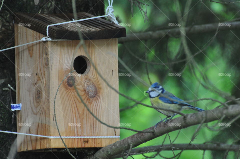 Blue tit nest builder. Blue tit bringing in materials to build a nest in a box