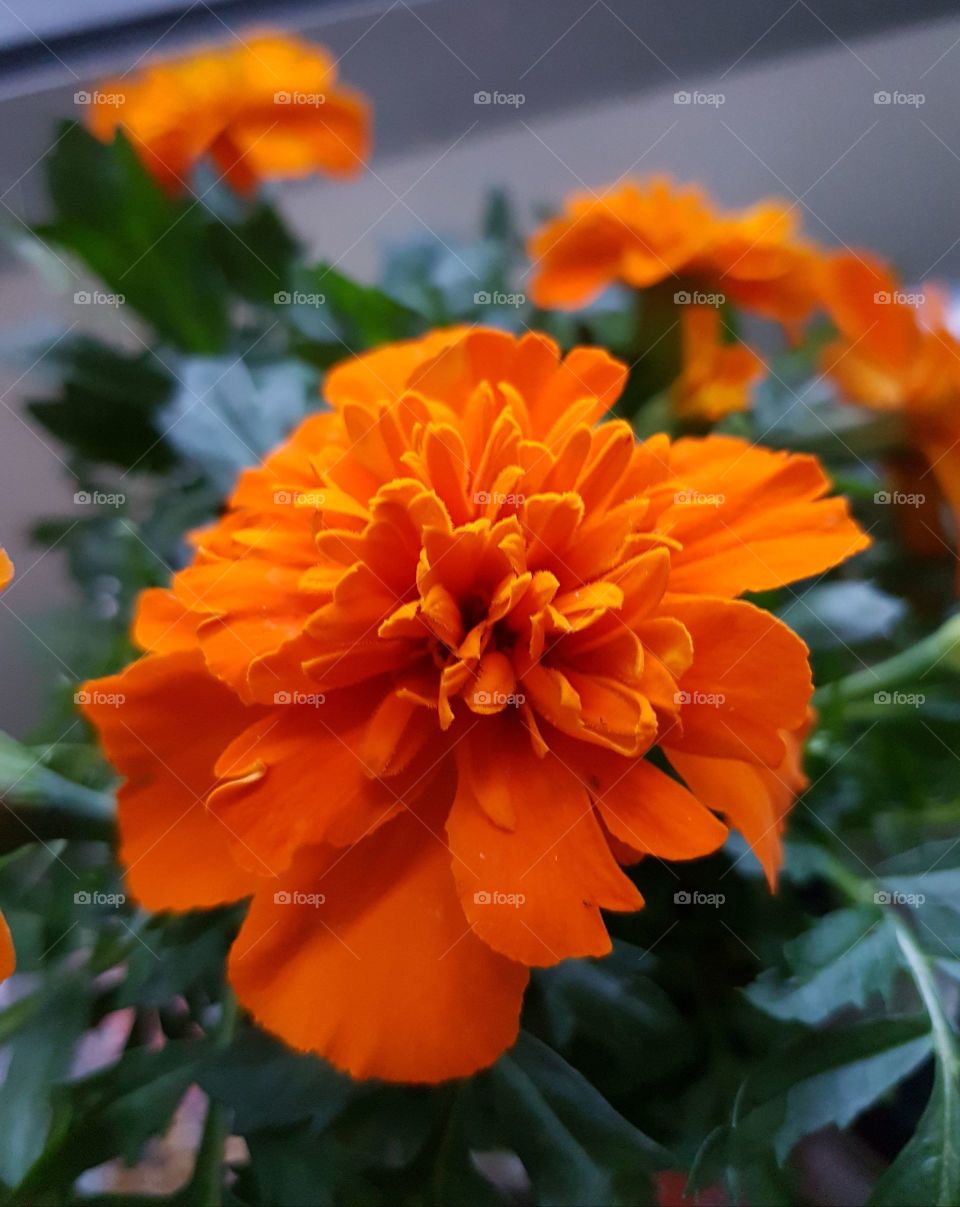 up close marigolds