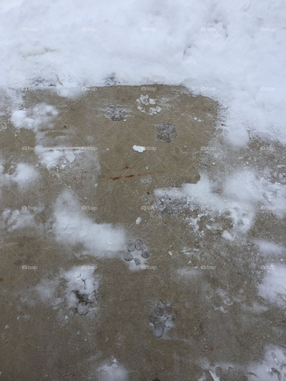 Frozen paw prints
