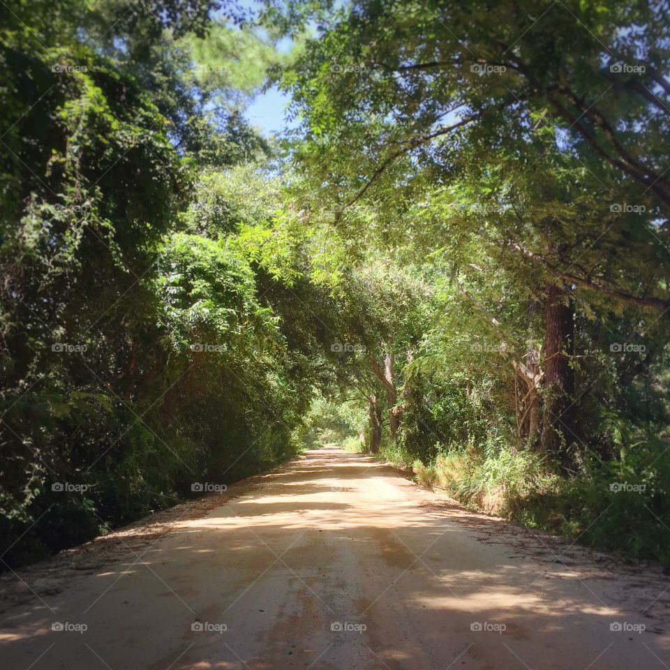 Tree-lined dirt road