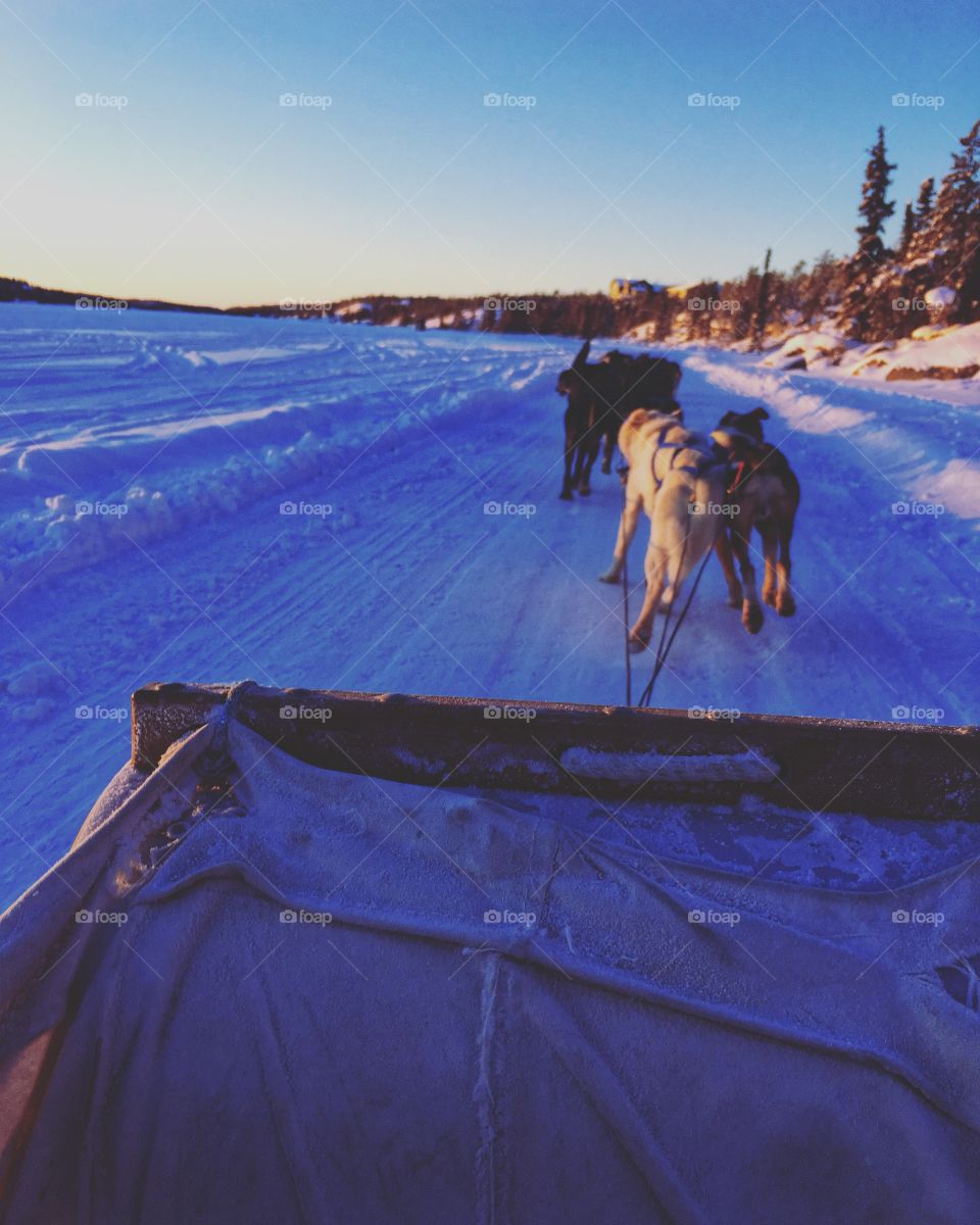 Dogsledding 