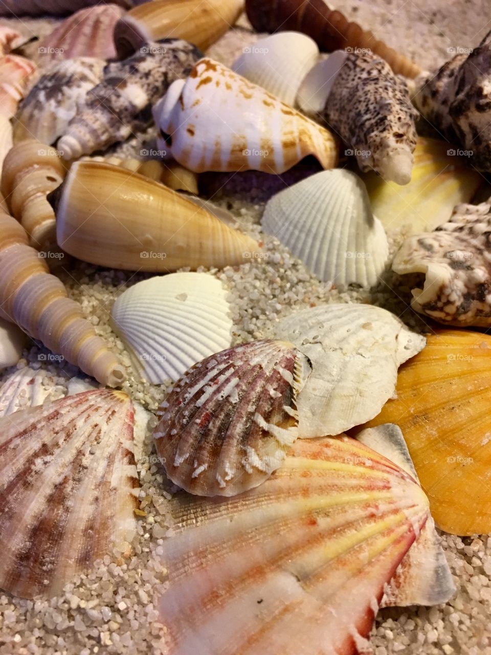 Close-up of various seashells