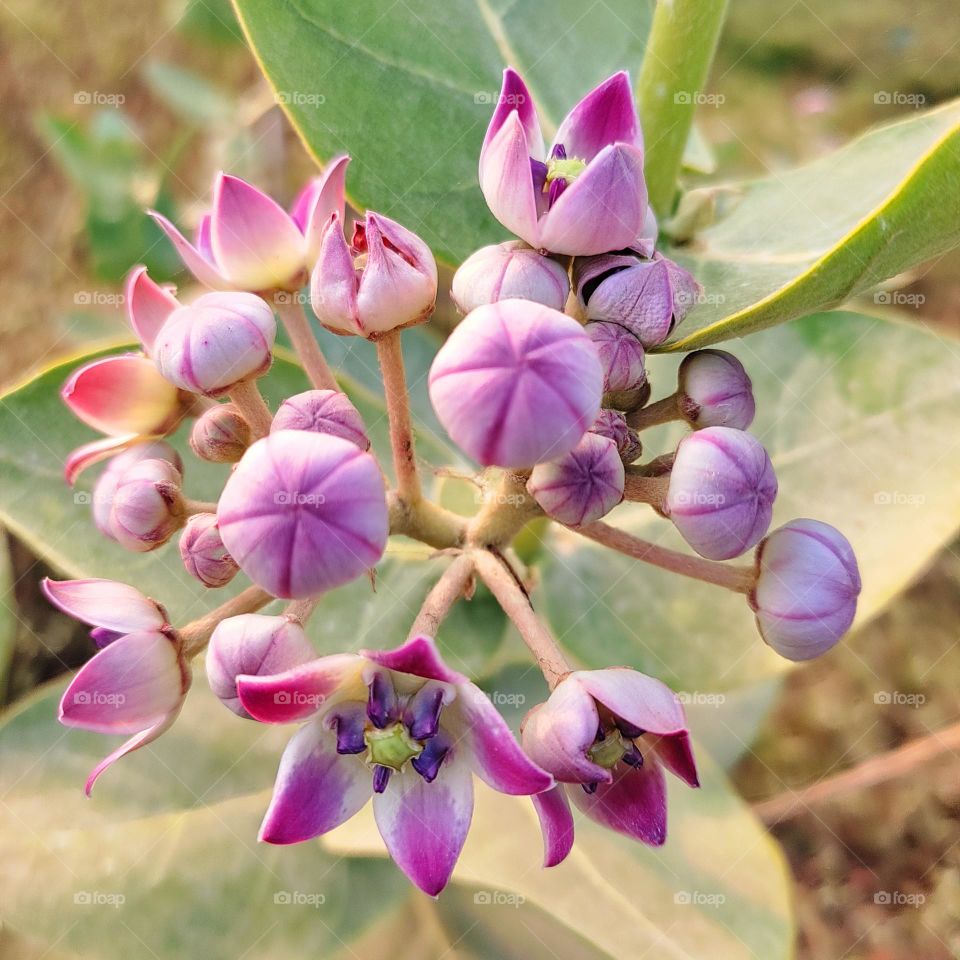 bunch of flowers Calotropis procera