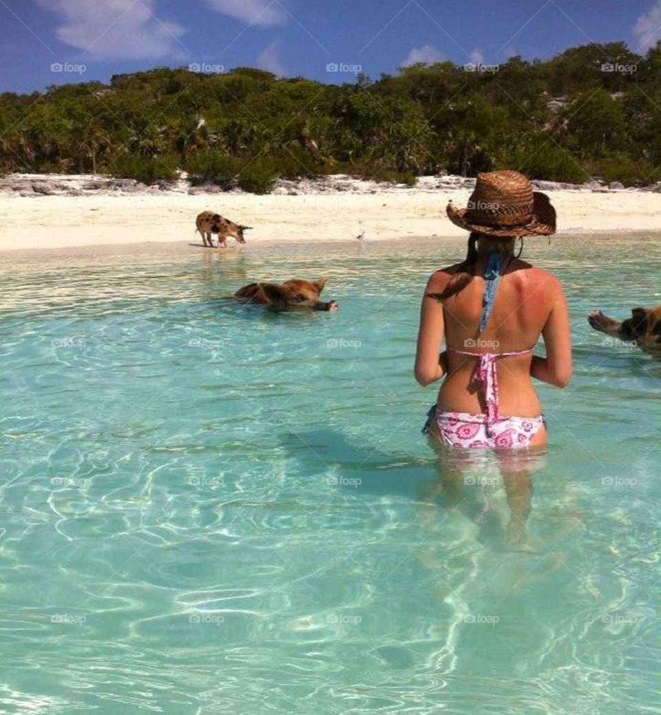 Swimming pig in the Bahamas 