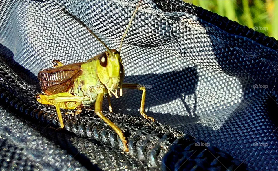 grasshopper