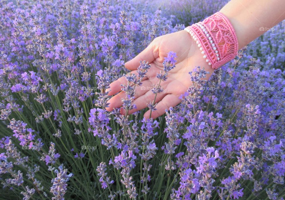 Summer with fragrance of lavender