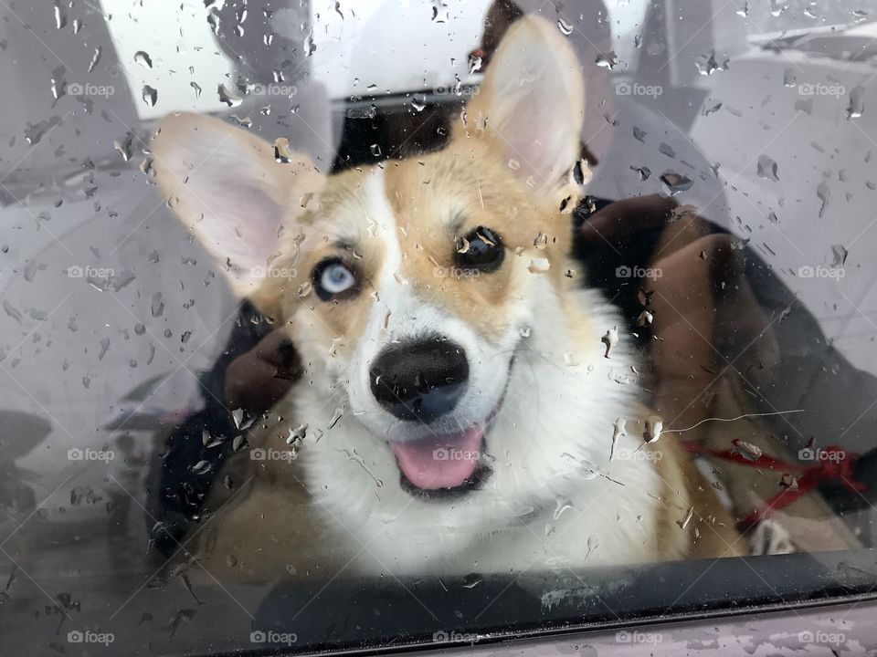 Dog in a car on a rainy day 