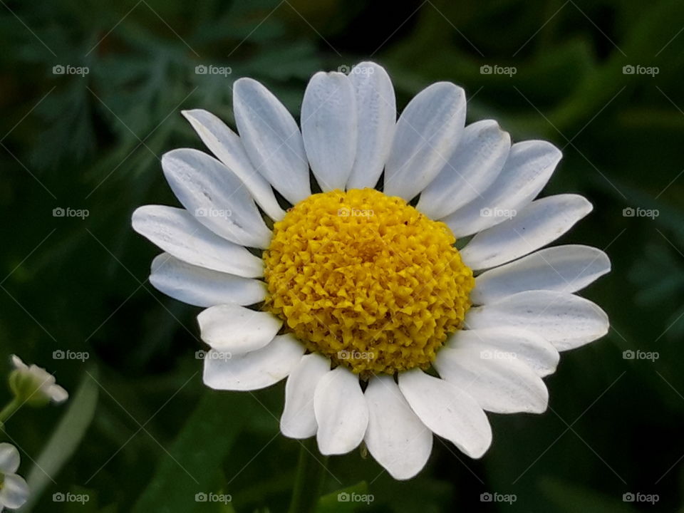 wild daisy