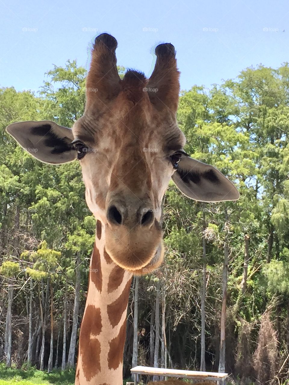 Juvenile Giraffe chewing outside while looking at the camera