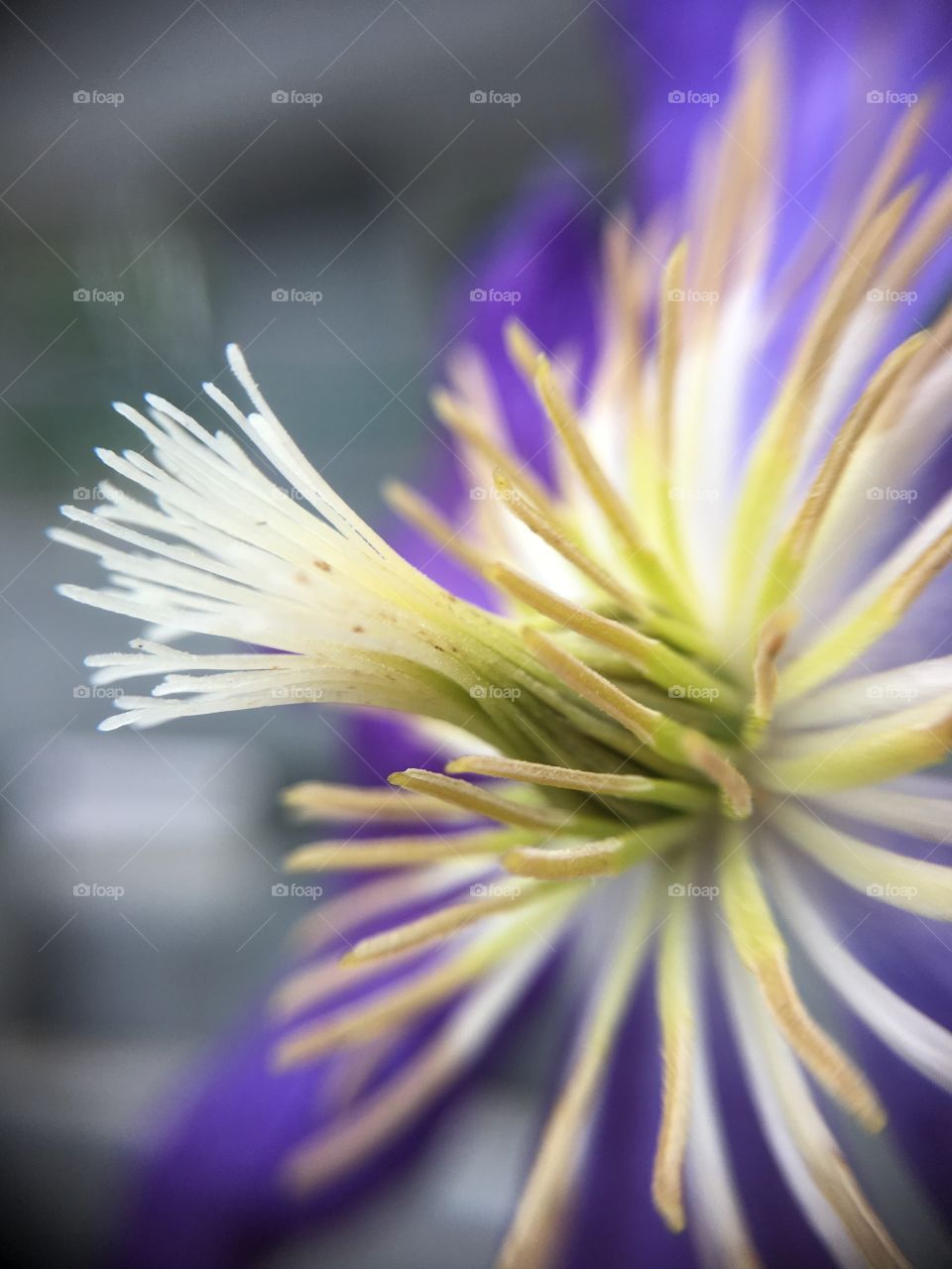 Closeup of clematis