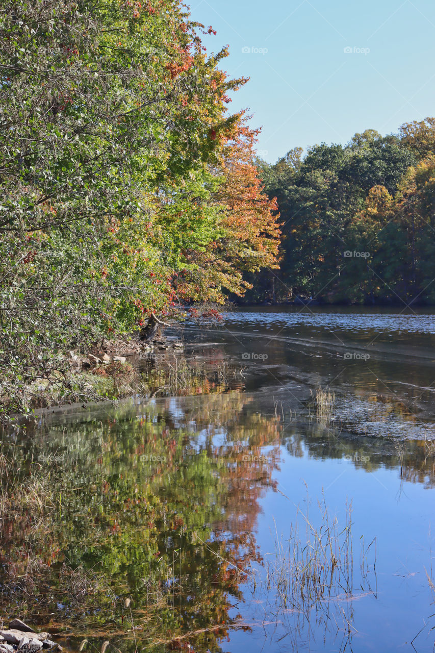 Reflection of trees in water. 