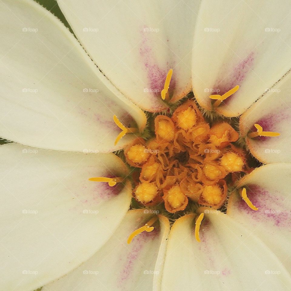 Macro Flower