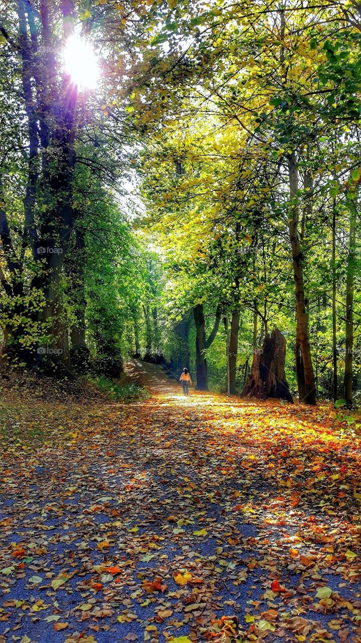 Autumn walk