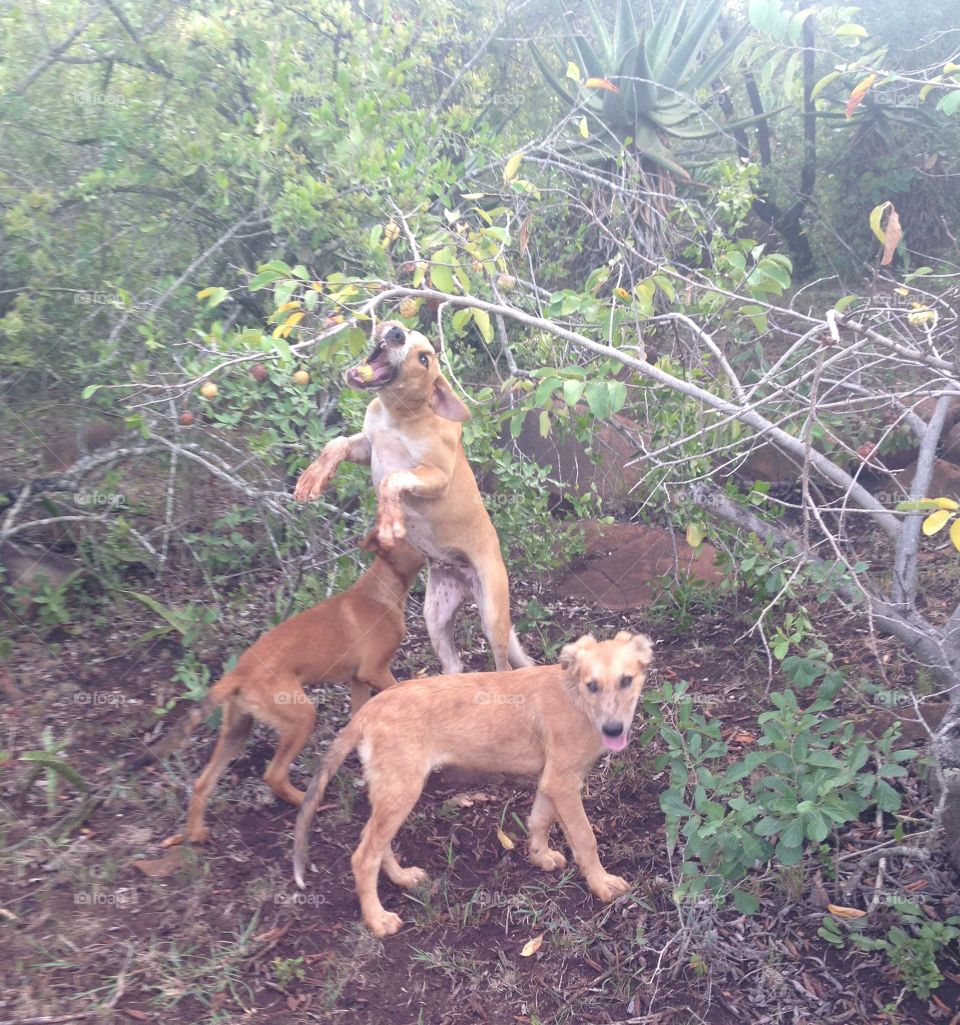My dogs foraging for food in the African bush