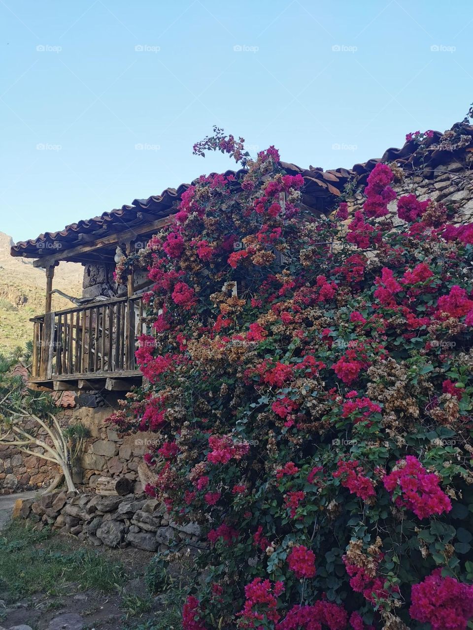 flores color magenta en casa vieja antigua