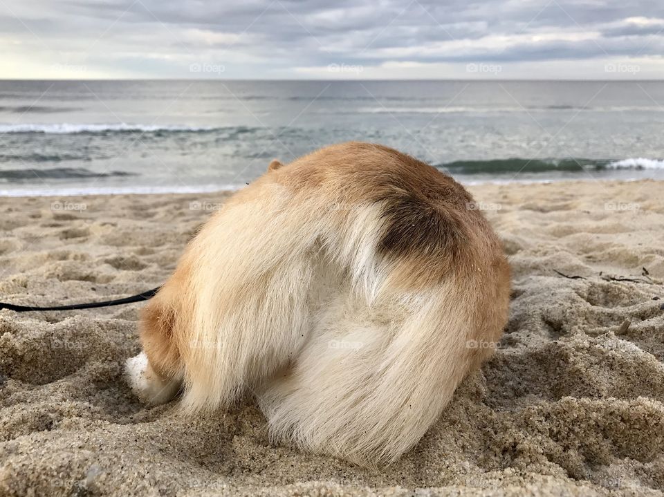 Corgi butt