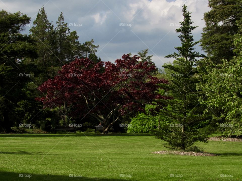 New York, Long Island, Nature, green leafs, burgundy leafs, trees, plants, outdoors, calm, relax, shades, grass, colors, sky, Clouds 