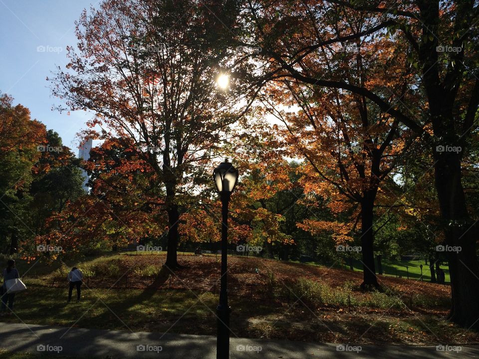 Fall in Central Park