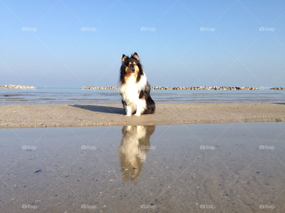 My dogs sitting at the beach, sitting near the sea and close to water so that I could catch their reflection in this warm almost winter sunny morning on the shore