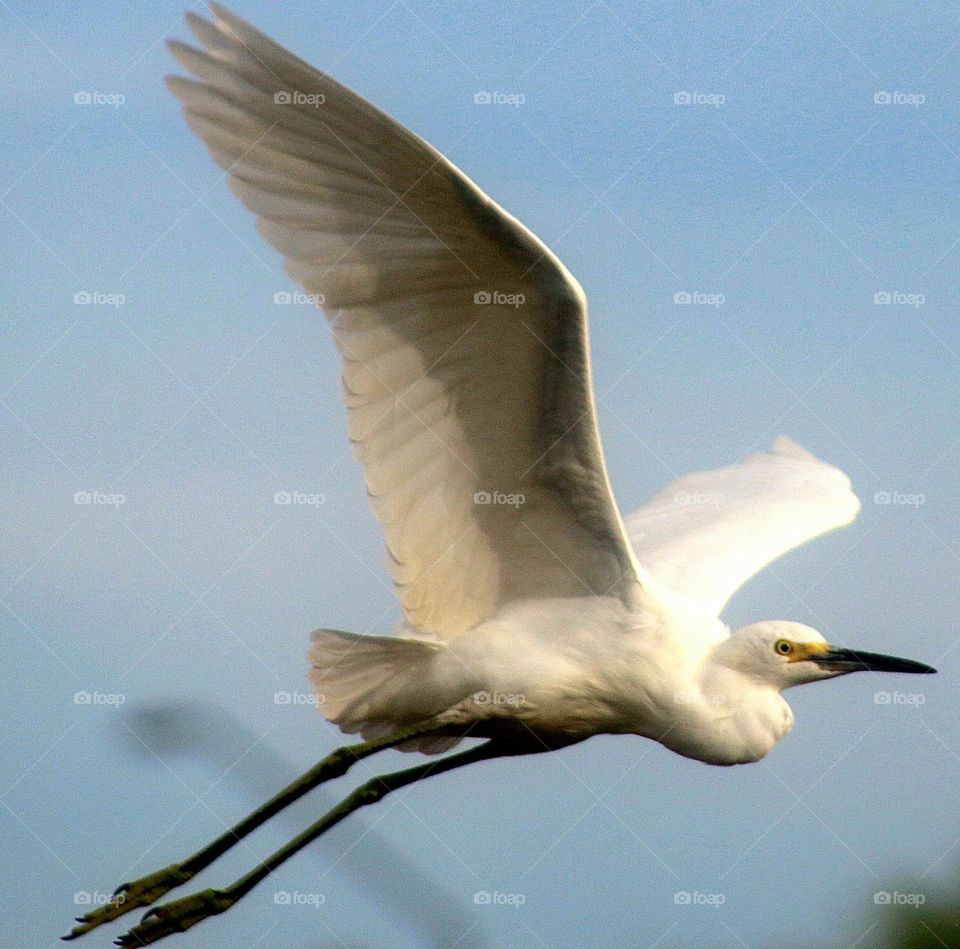 Snowy Egret in Flight