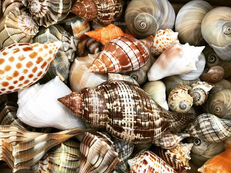 Potpourri of colorful shells from southwest Florida including a rare junonia shell. 
