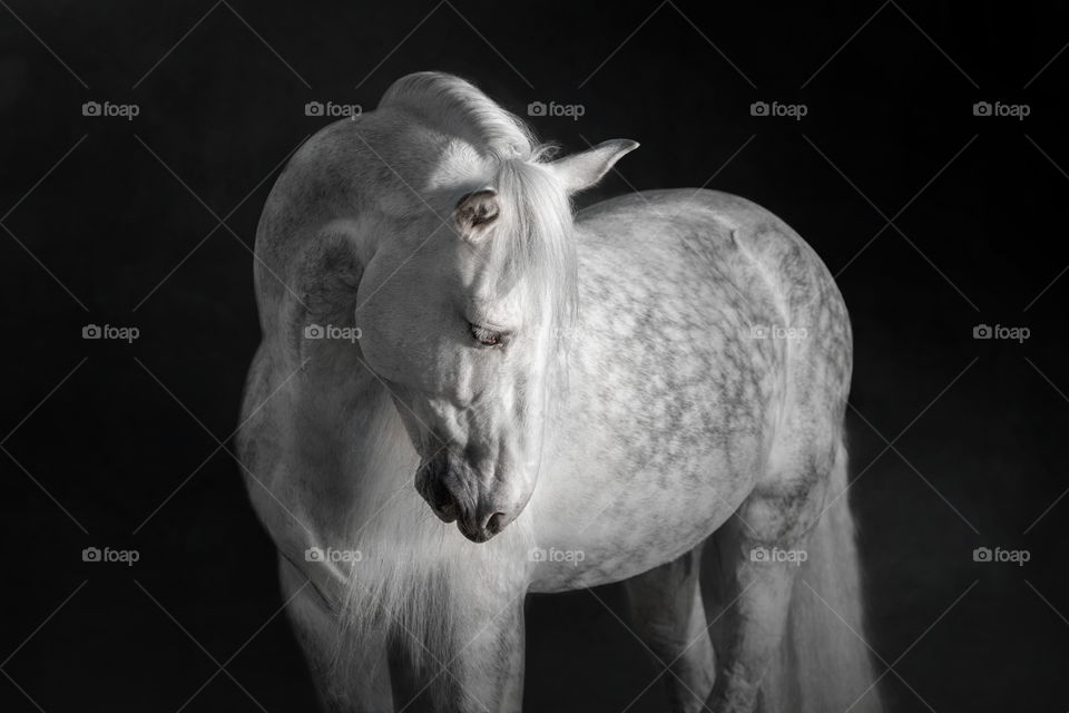 Grey PRE (Andalusian) horse on black