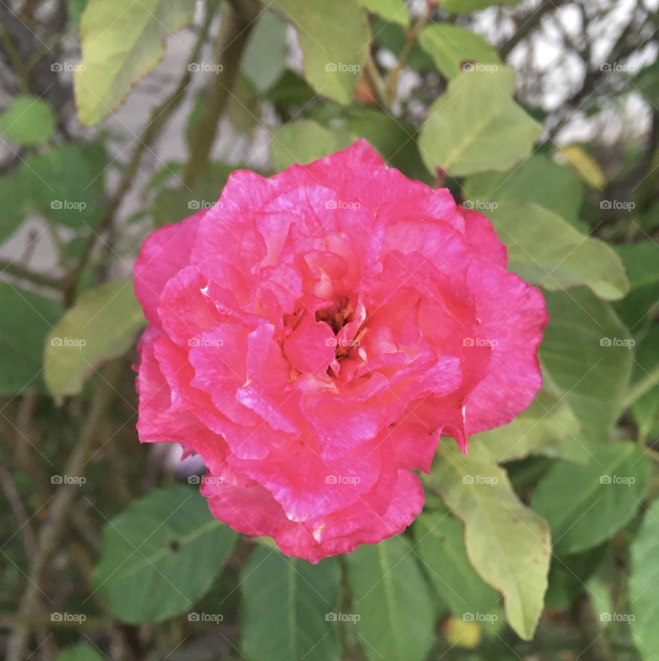 🌺Fim de #cooper!
Suado, cansado e feliz, alongando e curtindo a beleza das #flores.
🏁 🙆‍♂️ 
#corrida #treino #flor #flower #flowers #pétalas #pétala #jardim #jardinagem #garden #flora #run #running #esporte #alongamento