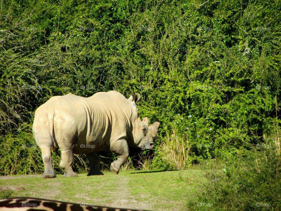 White Rhino @ Disney's Animal Kingdom