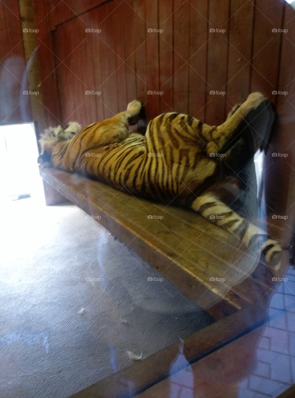 sleepy Tiger