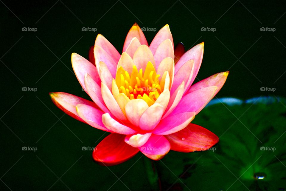 Beautiful lily flower in the pond. 