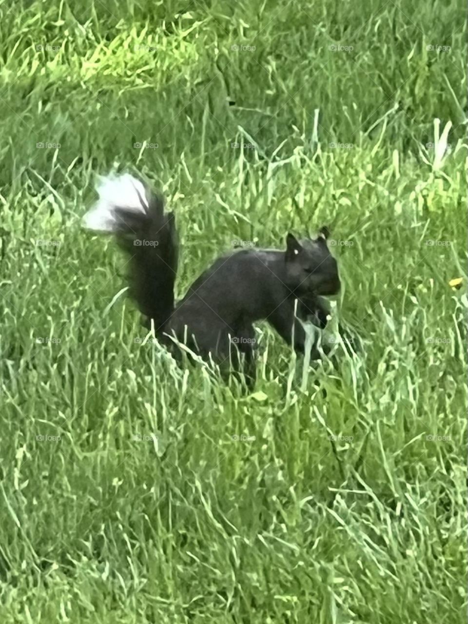Black squirrel white tail 