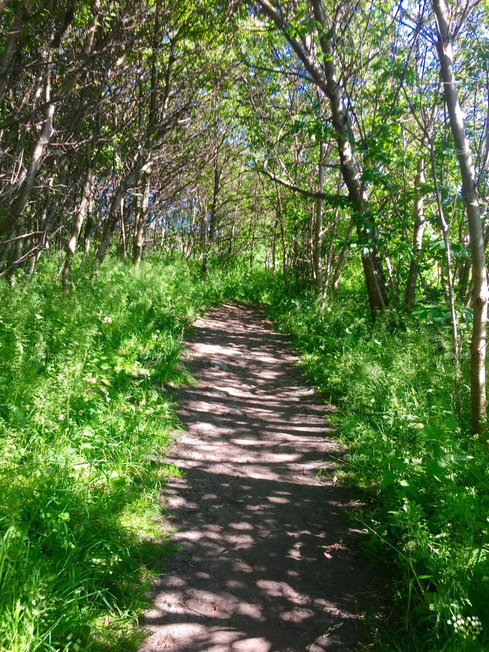 Path. A walk through the forest