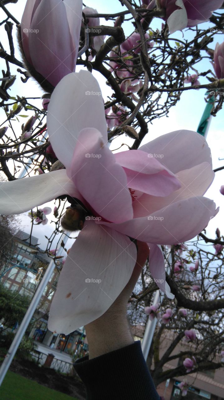 The BIGGEST Magnolias I've ever seen!
