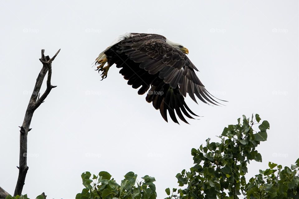 A bald eagle flies off a tall tree branch as it heads off to find a meal at the nearby river