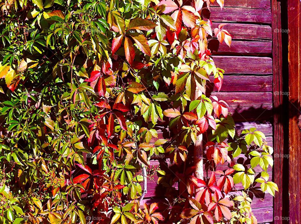 Virginia creeper