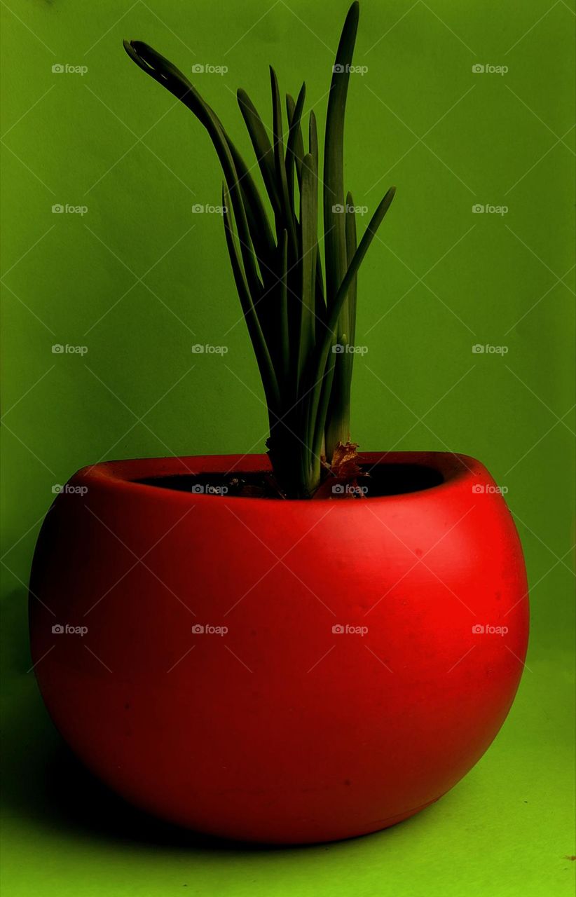 Green onions in a red flowerpot on a green background. Food. Greens. Onion