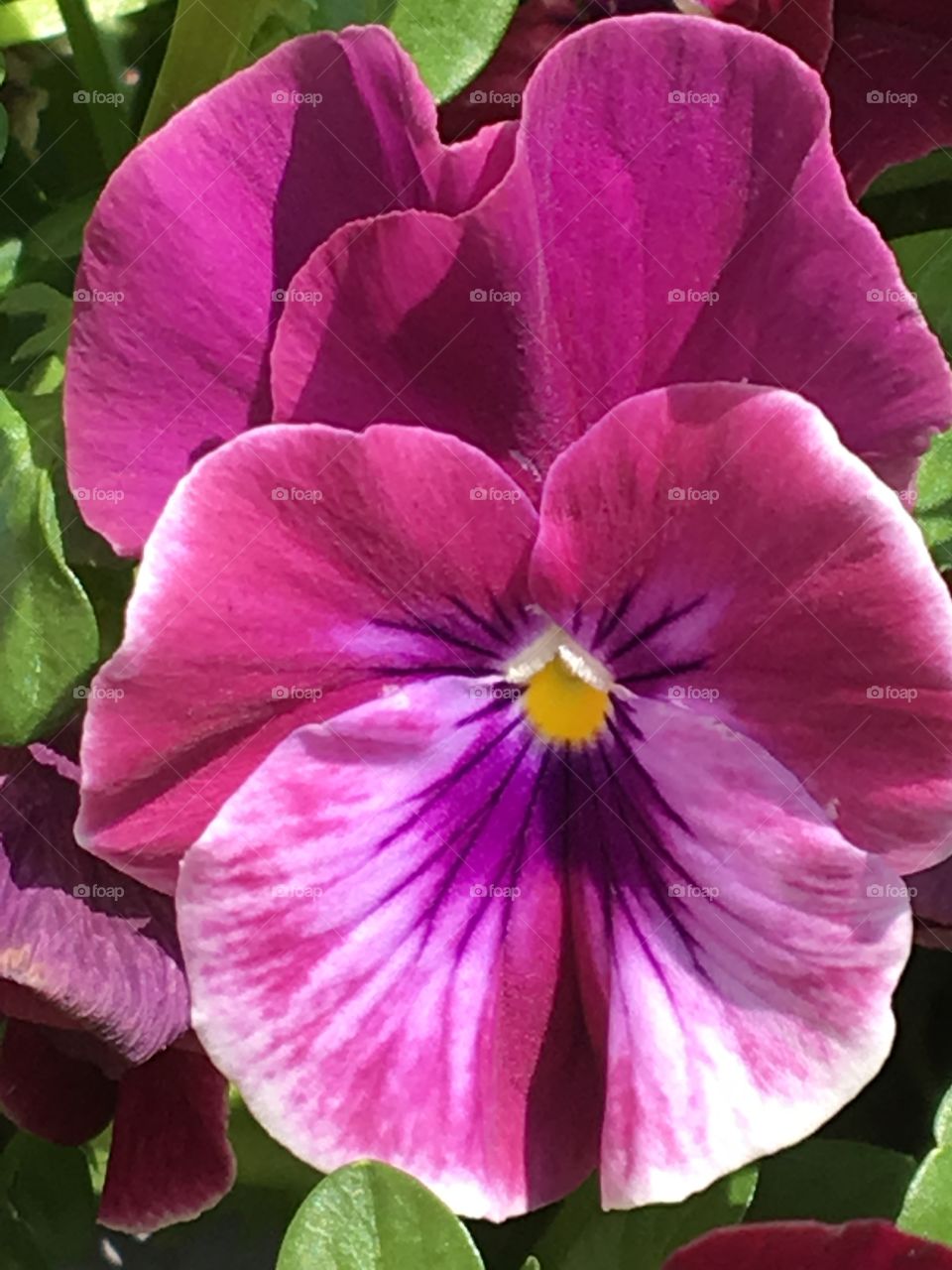 Pink & purple pansy 