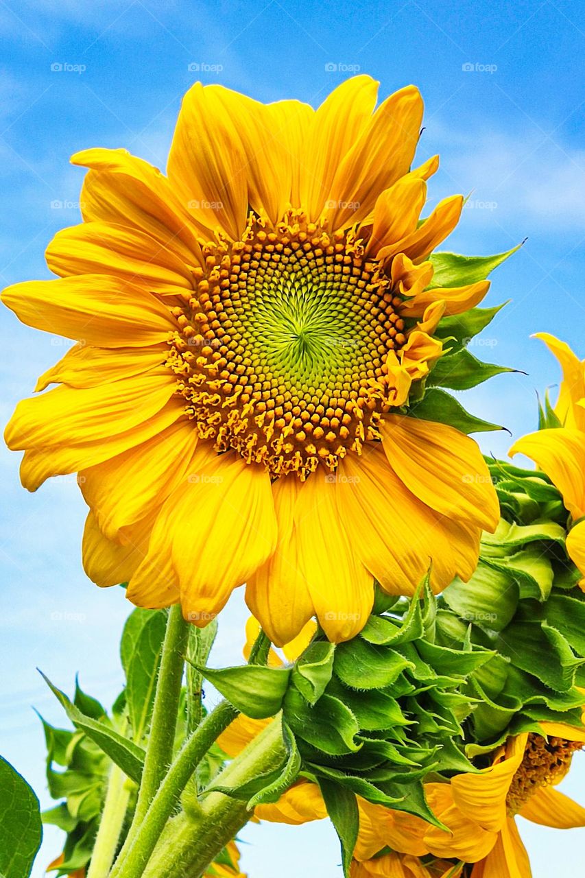 Girasol
