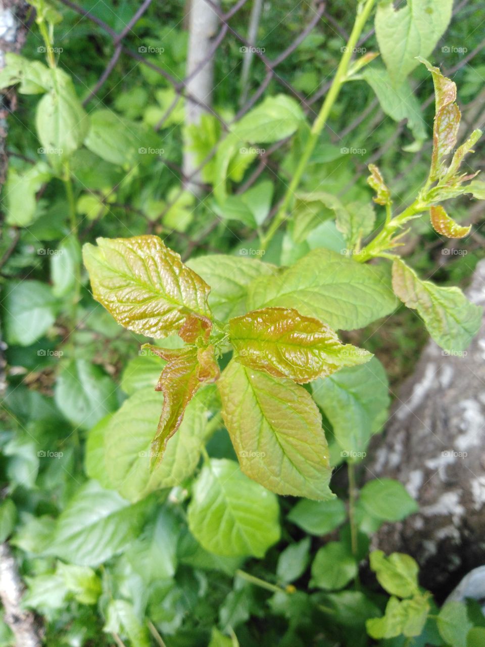 Листья дерева