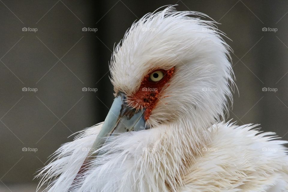 Stork 