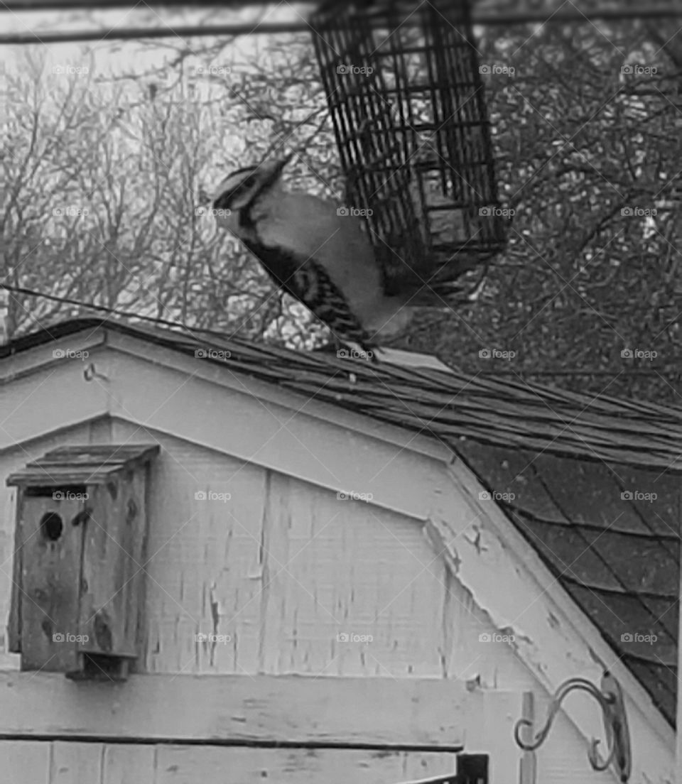 Bird enjoying food in the yard