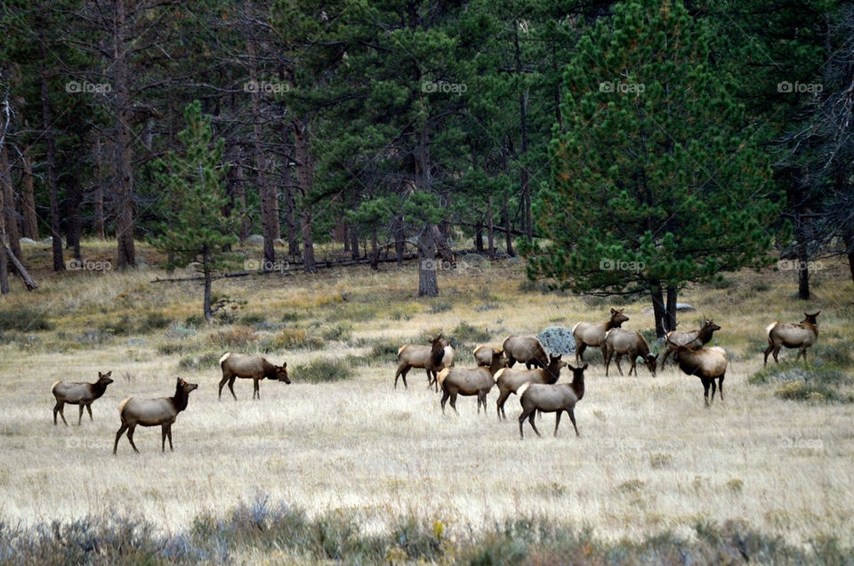 Elk