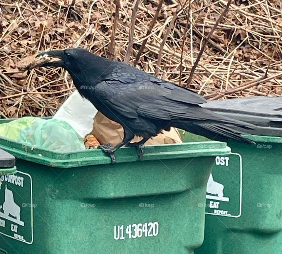 The raven firmly grips its stolen piece of food with both feet, ready to take flight. With its prize secured, it eyes the surroundings one last time before soaring off to a safer spot to enjoy its meal.