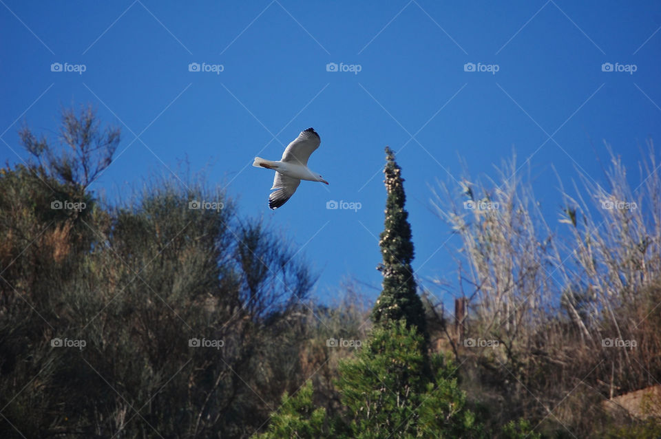 Bird flying in nature during day 