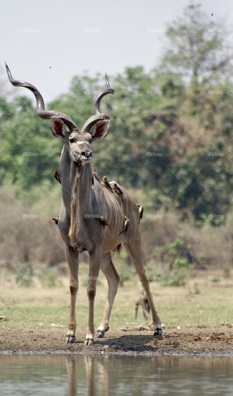 A kudu covered in ox peckers