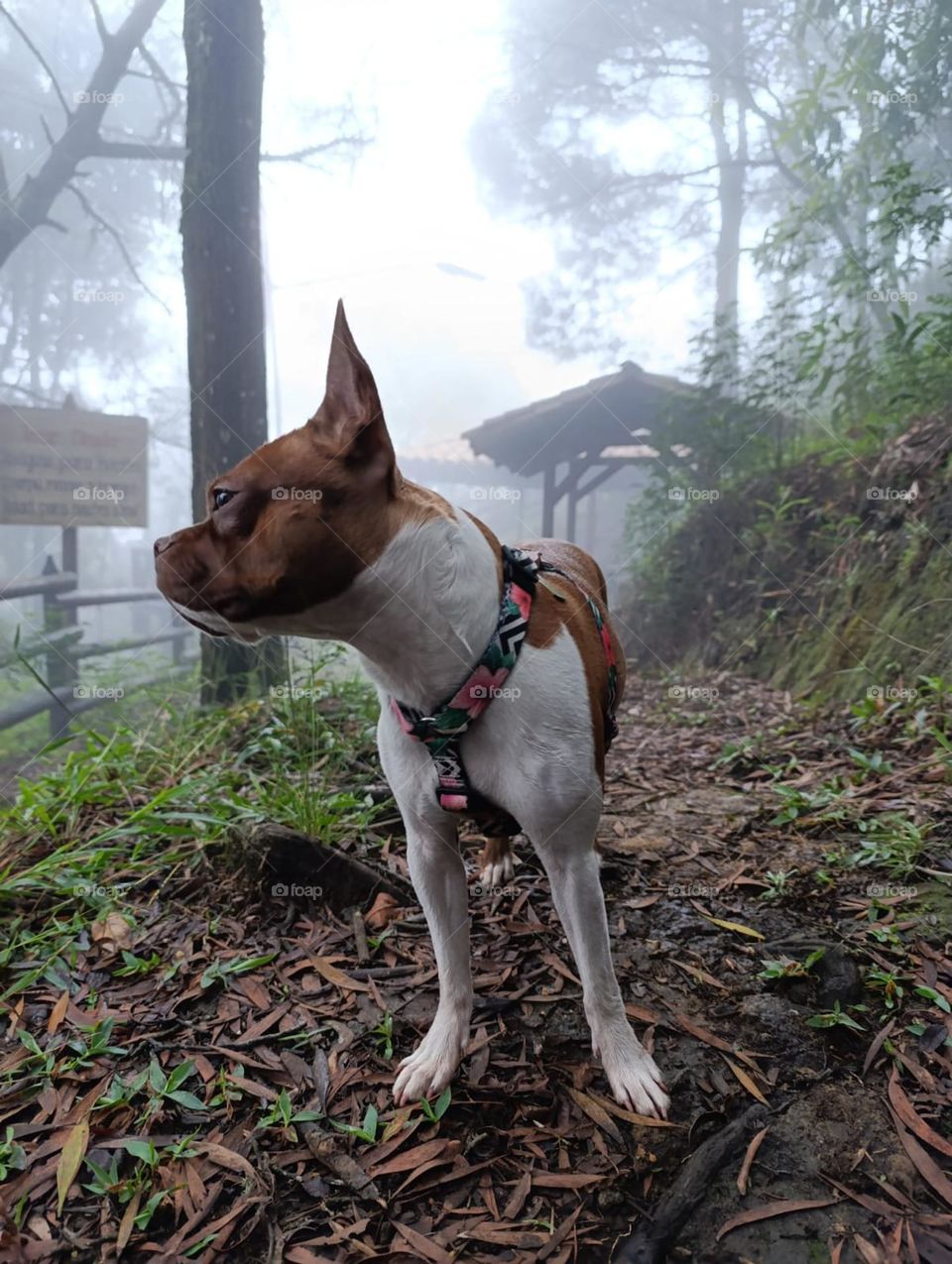 mandy en la montaña