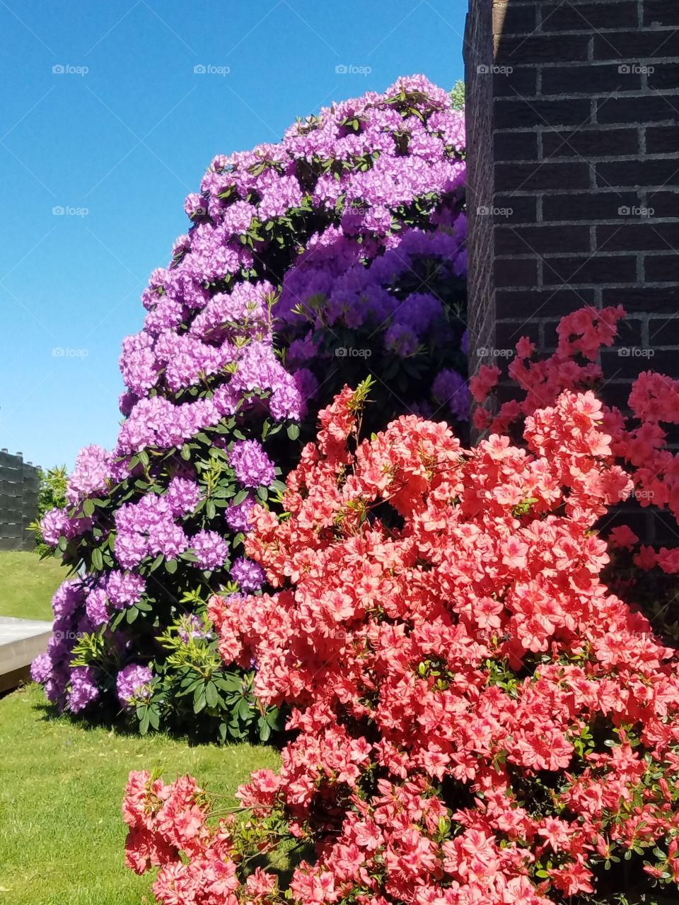 Red Azalea bush and Rhododendron bush blooming in sunlight