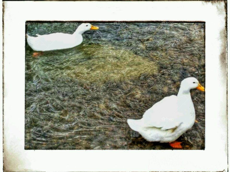 ducks in a park.